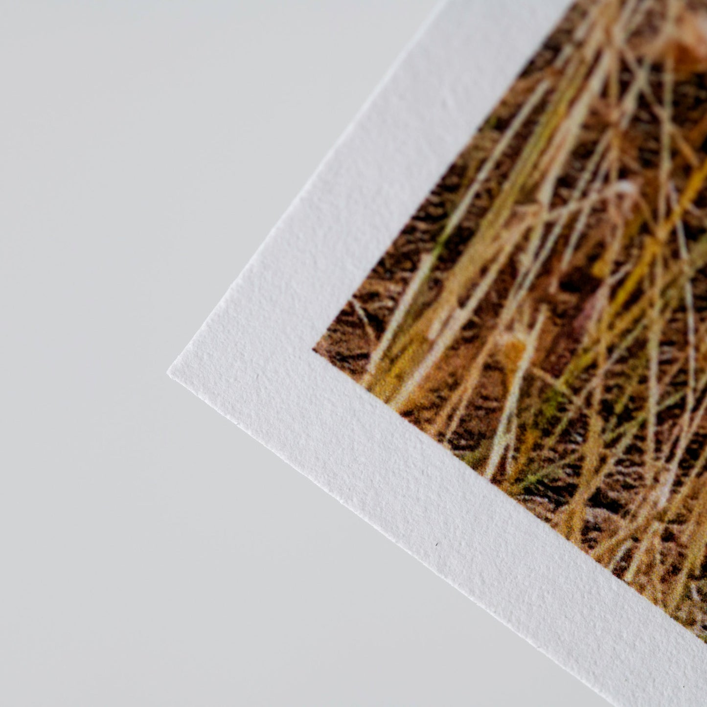 Fine-Art Matte Prints on Canson Rag Photographique 310
