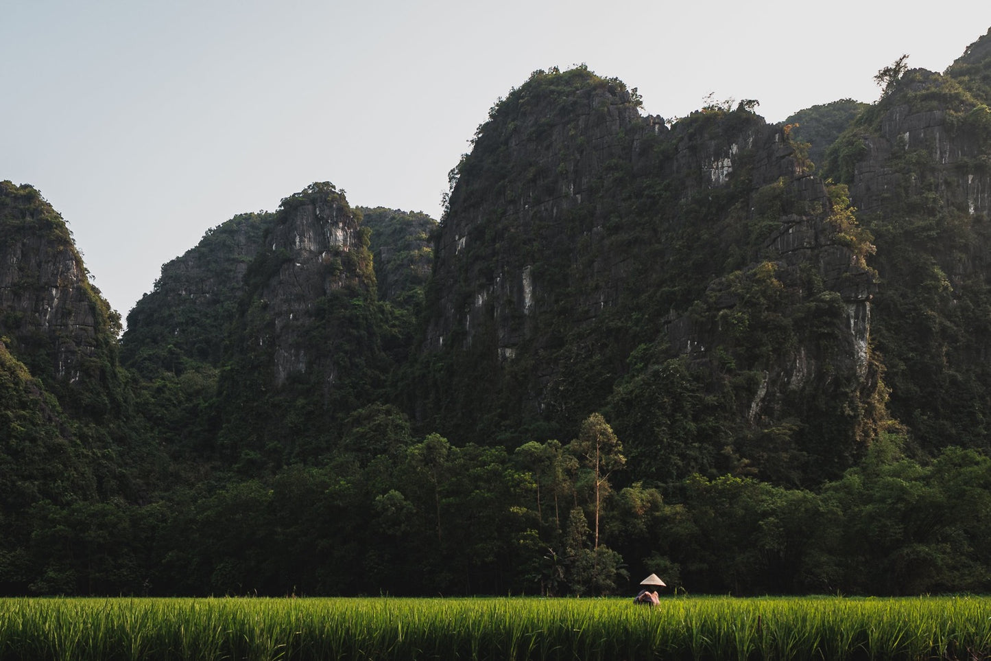 From Rice to Riches